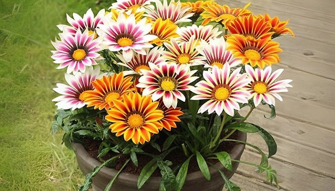 30-Pack Warm Summer Glow Collection - Garden Ready!
