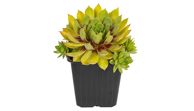 Sempervivum 'Gold Nugget' Plant - Garden Ready!