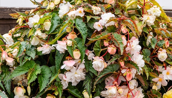 12-Pack Begonia Illumination White Plants