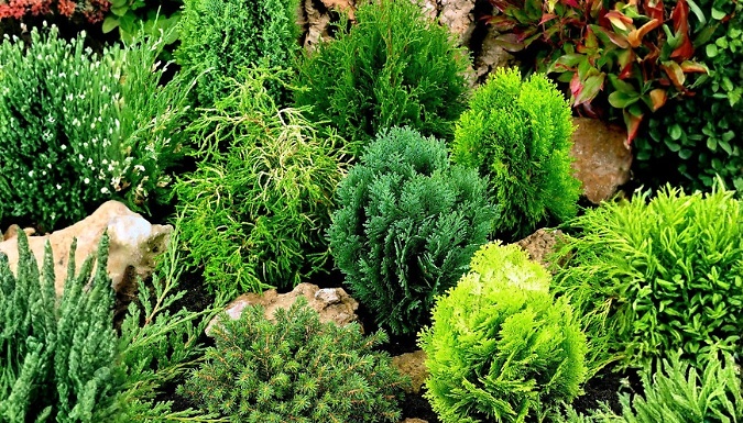 8-Pack Dwarf Variety-Pack Conifer Collection
