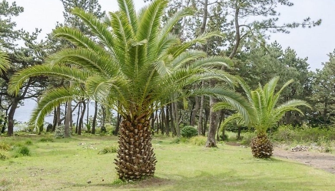 2-Pack Phoenix Canariensis Palm - Approximately 60-80cm!