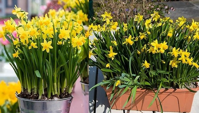 Dwarf Daffodil Narcissus 'Tête-à-Tête' - 30 or 100 Bulbs