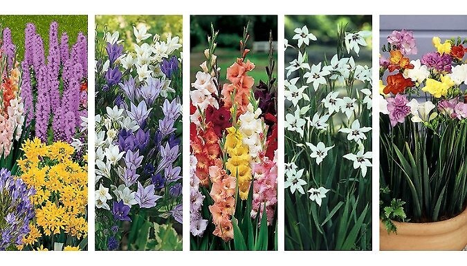 The Complete Summer Flower Collection - 300 Bulbs!