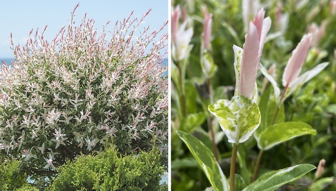 Salix Flamingo Standard Tree with Optional Patio Pots!