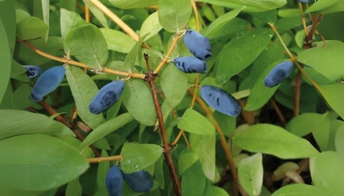 1, 2 or 3 Honeyberry Lonicera Balalaika Plants