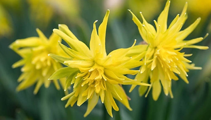 Narcissus 'Rip van Winkle' Bulbs - 25 or 50 Bulbs!