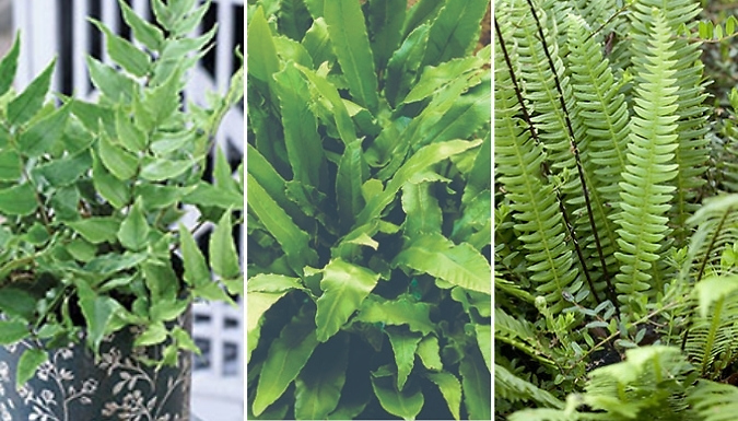 Evergreen Hardy Fern Collection