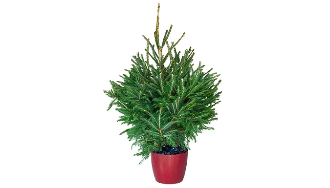 1m Real Norway Spruce Christmas Tree