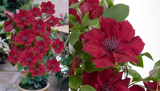 3 Pack Clematis Patio Boulevard Triple Collection