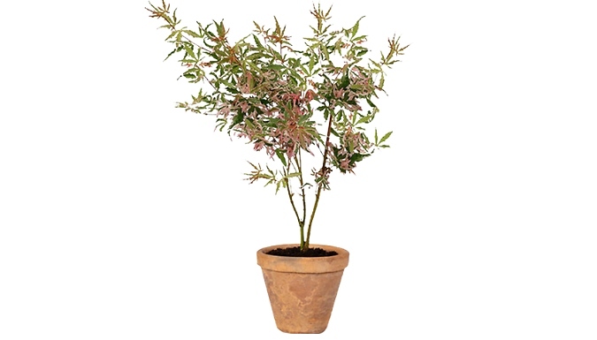 1 or 3 Acer Palmatum 'Lyoshi' Plants