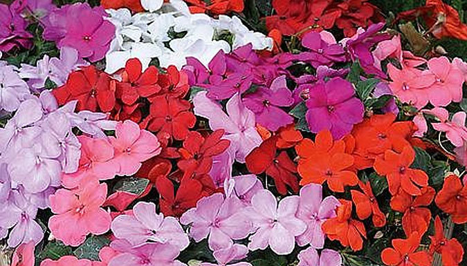 Summer Bedding Patio Plant Collection - 24, 48, 72 or 144 Plugs