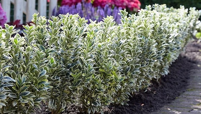 Euonymus japonicus 'White Spire' Japanese Spindle - 1 or 2 Pots!