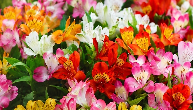 Nurseryman's Choice Alstroemeria - 3 or 6 Plants