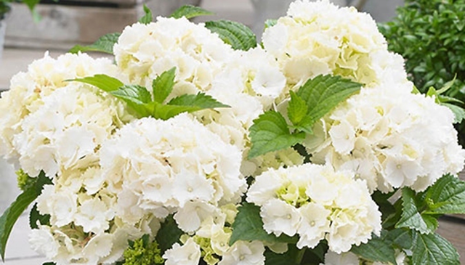 Hydrangea 'Little Hortensia' Collection