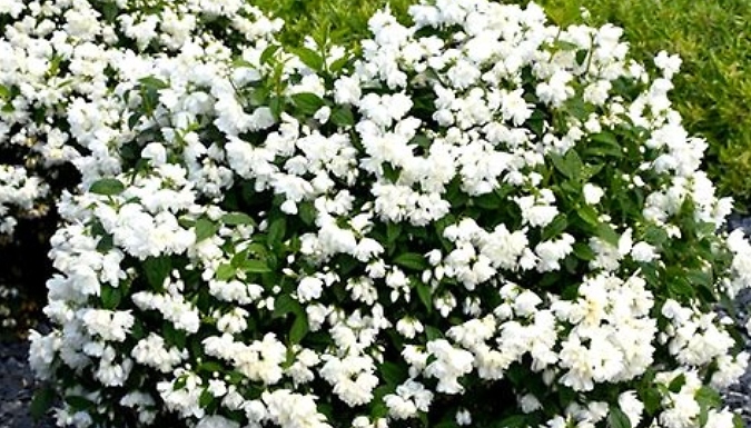 Mock Orange Philadelphus 'Snowbelle' Shrub