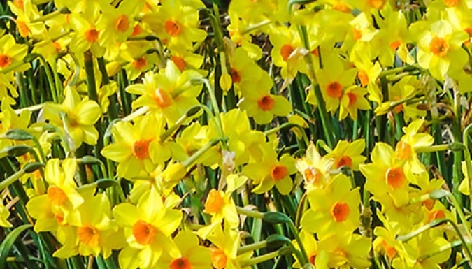 Tazetta Daffodil Narcissus 'Hoopoe' Bulbs - 30 or 60 Bulbs!
