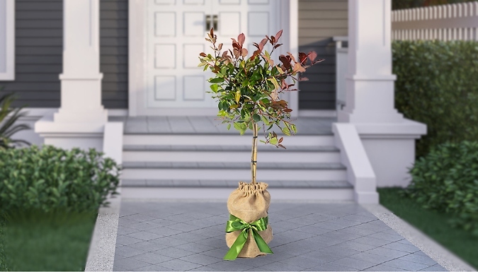 Gift Wrapped Photinia 'Little Red Robin' Tree