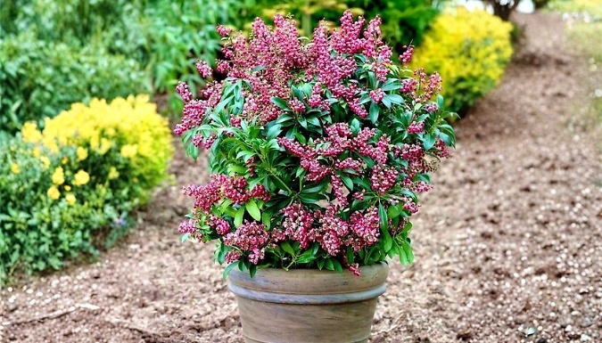 4-Pack Pieris Japonica Collection - 2L Pots!