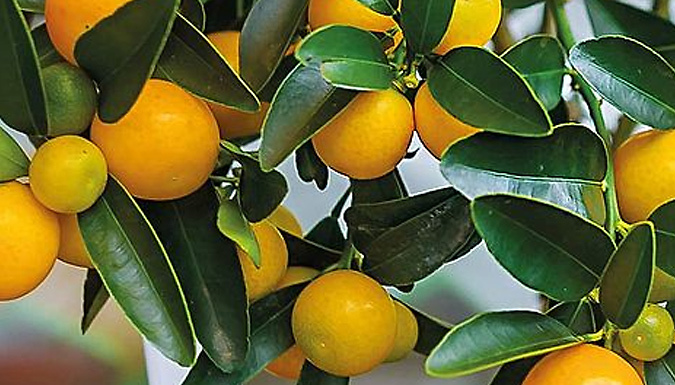 1, 2 or 3 Citrus Tree Collection - Lemon, Lime & Orange!