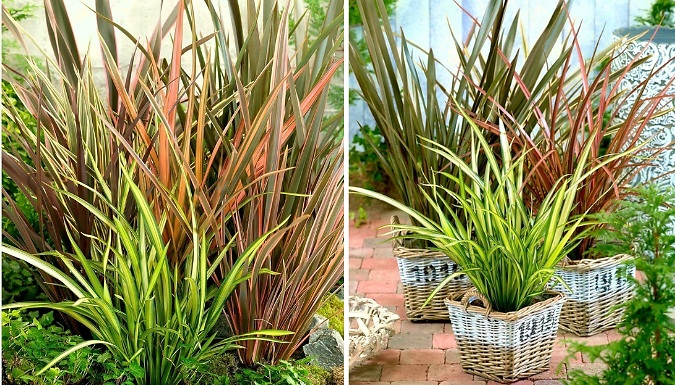 Cordyline Australis Collection - Includes 4 Pots!