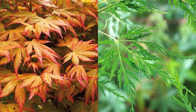 Japanese Maple Acer Collection