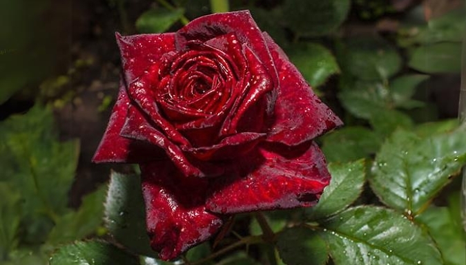 PRE-SALE: 3L Rose 'Black Baccara' Plant - Garden Ready. at Go Groopie