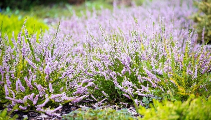 4-Pack 'Easter Bonfire' Scottish Heather