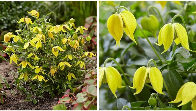 Basket Clematis Tangutica Little Lemons - Garden Ready