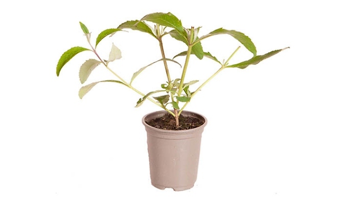 Buddleia 'Berries and Cream' Plant - 1, 2 or 3 Plants!