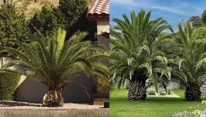 Phoenix Canariensis 'Canary Island Date Palm' - Buy 1 or 2!