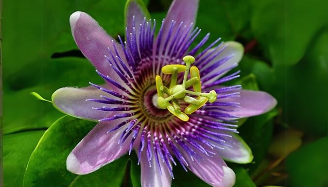 Passion Flower Collection - 3 Plants