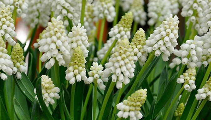 Grape Hyacinth Muscari 'Album' Bulbs - 30 or 60 Bulbs!