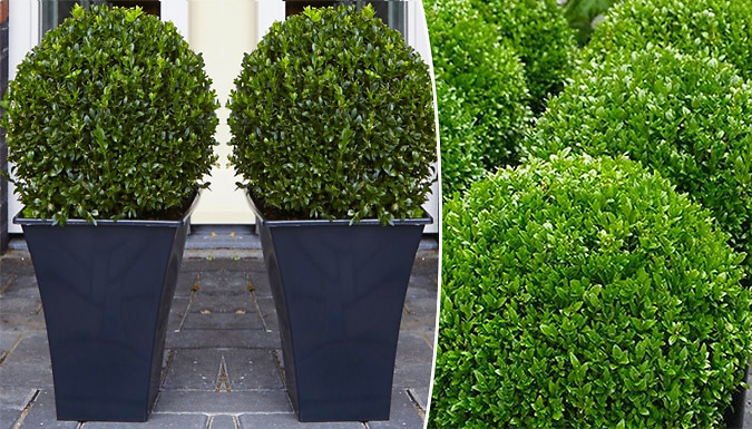 Pair of Topiary Buxus Ball Shrubs with Black Planters