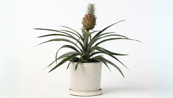 Miniature Pineapple Plant from Go Groopie IE
