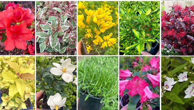 12-Pack Small Garden Shrub Collection