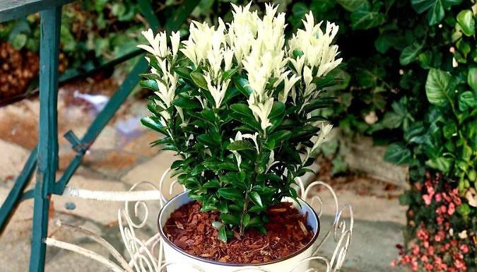 Euonymus Japonica 'Paloma Blanca' Bush - 1 or 3-Pack!