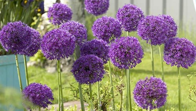 1 or 3 Allium 'Purple Sensation' Plants