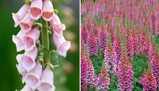 Fabulous Foxglove Collection - 6 or 12 Jumbo Plug Plants!