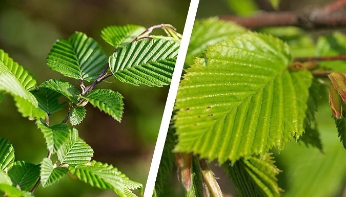 Garden Ready Hornbeam Hedging Plant