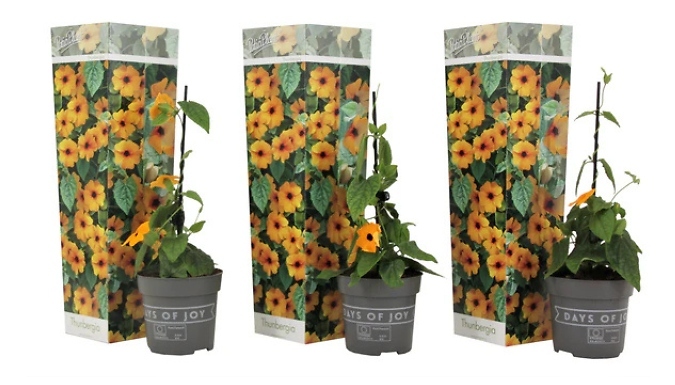 3-Pack Black-Eyed Susan Vines from Go Groopie IE