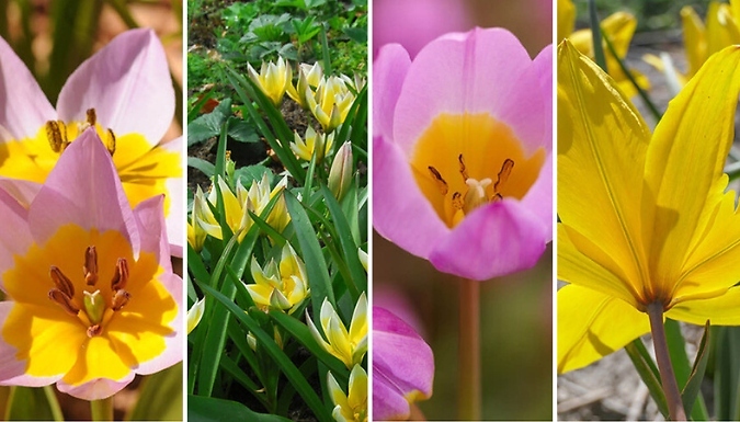 Hardy Tulips 'Rock Garden' Mix Bulbs - 20 or 40 Bulbs!