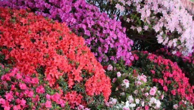 Rainbow Azalea Japonica Collection - Pack of 3