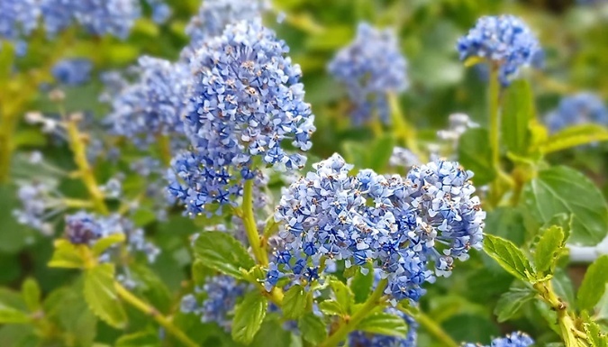 1, 2 or 3-Pack of Californian Lilac Shrub Plants!