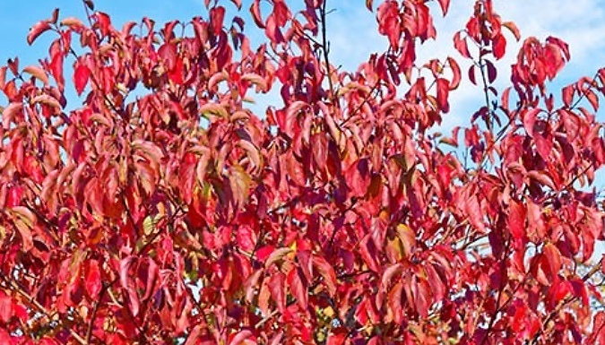 1, 2 or 3 Cornus Sanguinea 'Anny's Winter Orange' Plants - Garden Ready!