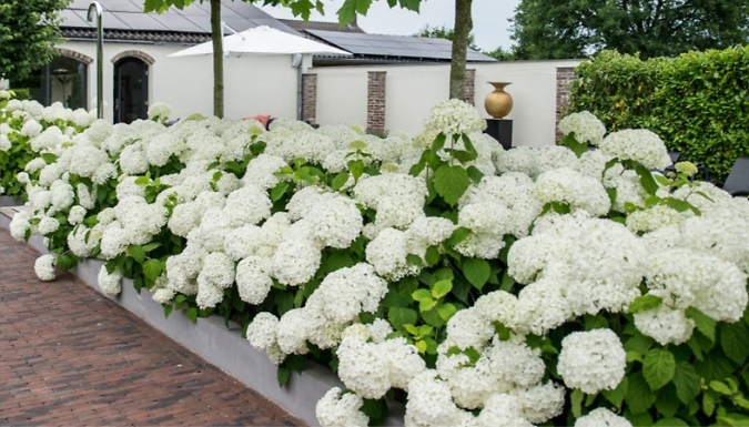 Hydrangea arborescens 'Strong Annabelle' - 1 or 2 x 3 Litre Potted Plants!