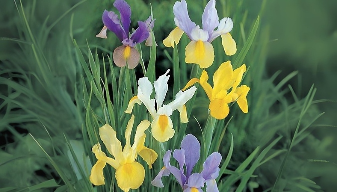 Dutch Iris Mix Bulbs - 75 or 150 Bulbs!