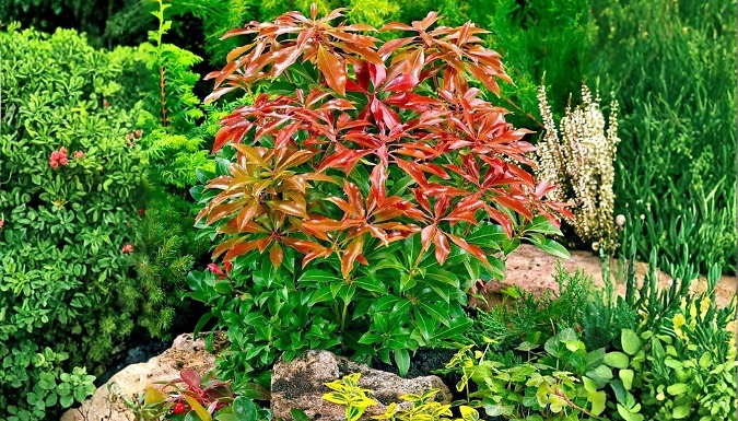 Pieris 'Mountain Fire' Evergreen Shrub - 4 Options