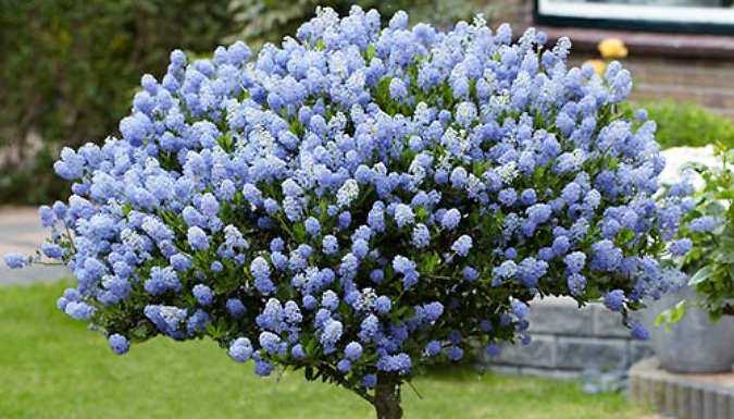 Ceanothus Standard Californian Lilac Tree - Buy 1 or 2!