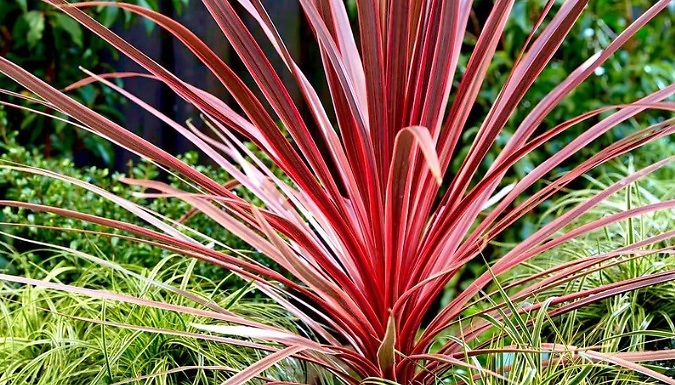Cordyline 'Charlie Boy' Palm Tree - 1 or 2 Pots!
