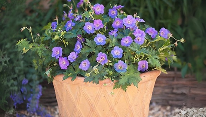 1 or 3 Pottted Geranium 'Rozanne' Plants